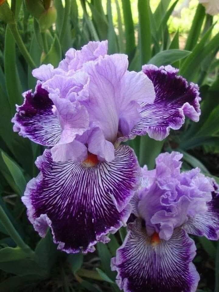 Iris ���������� �� ���������� � �������� �������. ���� - ��������� ������ ������, � ����� ��-�� �� ...