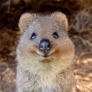 ���������, 48 ���, �������