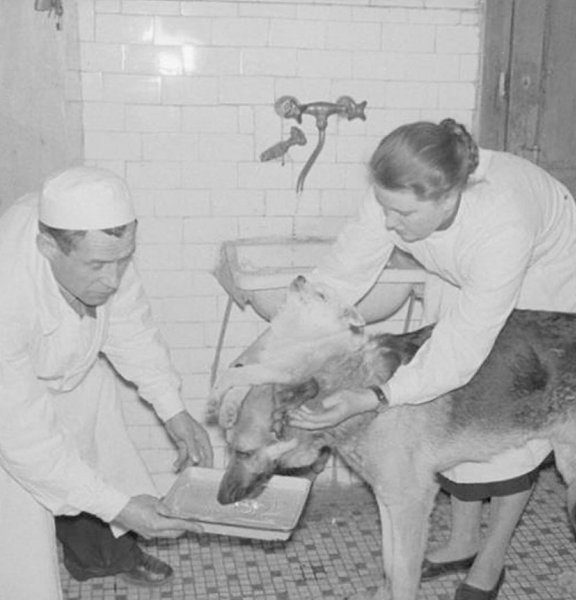 В 1954 году советский учёный Владимир Демихов осуществил беспрецедентный опыт, в результате которого ...