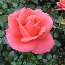 ���� ����, ������ - ��������� 16 ����� 2025 � ������ ���� ����������