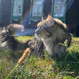 ���������, ������, 38 ���