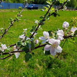 ������, ������, 45 ���