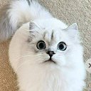  , , 53  -  15  2025   , , !!