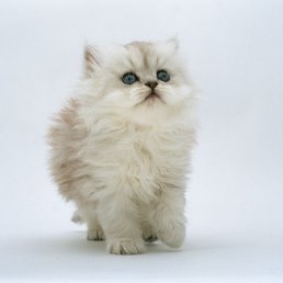 �������, �����-���������, 39 ���