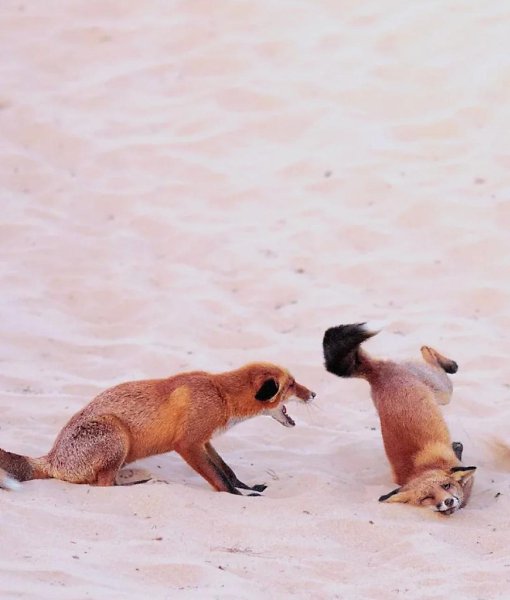     Nikon Comedy Wildlife Awards 2025      ... - 5