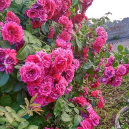 �����, ������ ��������