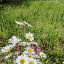 ���� �������, �����, 50 ��� - ��������� 15 ������� 2025