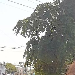 ������, �������, 65 ���