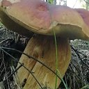 ���� ����, �����������, 41 ��� - ��������� 11 ����� 2024 � ������ ���� ����������