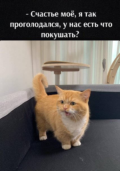 Парень съел кота