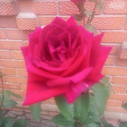 ����, ���������