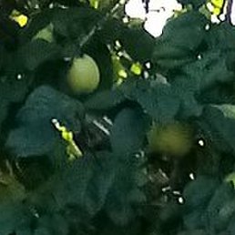 ������, ������, 52 ����