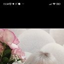 ���� �������, ���������, 52 ���� - ��������� 15 ��� 2025 � ������ ���� ����������