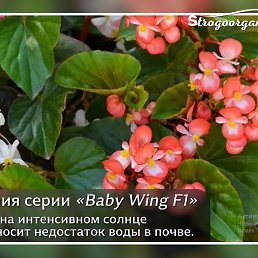 ��������� ������, �����-���������, 23 ����