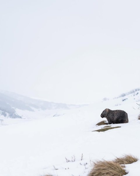   ,    ,   .     ... - 4