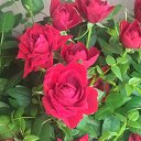 ���� Tanya, ������ - ��������� 24 ������� 2026