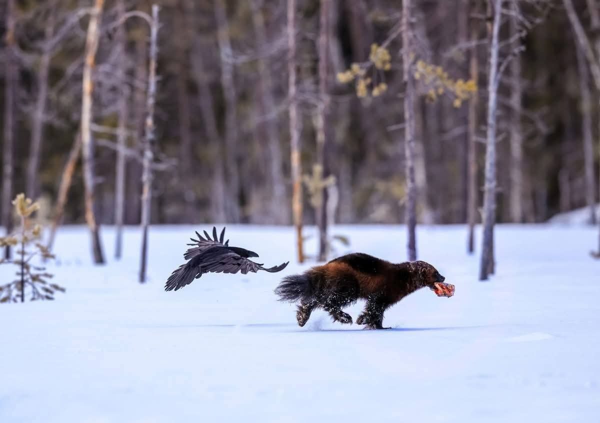 :) :  .       .   ,  ... - 5