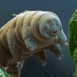 �������, ������, 51 ���