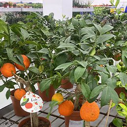 ������, �������, 46 ���