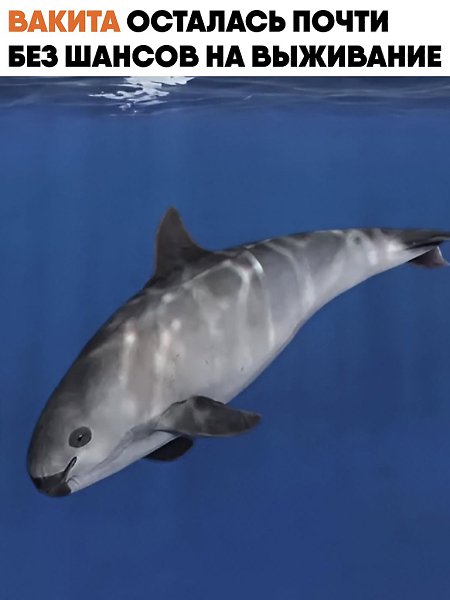 ������, ��������� ������� ������ Phocoena sinus, ����� �������� �������� ������. ��� ������� ������ ...