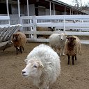 ���� ������, ������������, 55 ��� - ��������� 15 ������ 2026 � ������ ������ ��������