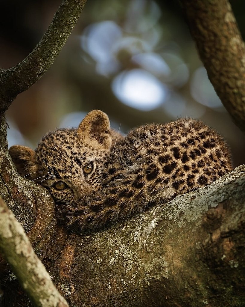 Этот кроха нашёл идеальное место для сна на дереве, пока его мама занята охотой
