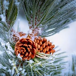 ���� *�������*, �����-��������� - ��������� 21 ������� 2025