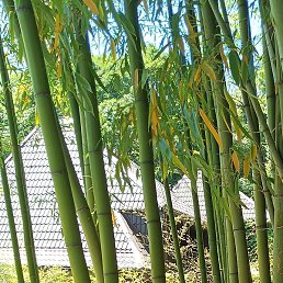 ����, ���������, 59 ���