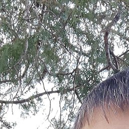 ��������, ����������, 41 ���