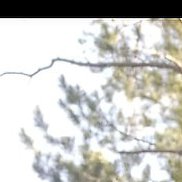 �������, 39 ���, ������