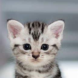 ���� ��������, ������, 21 ��� - ��������� 30 ������� 2023