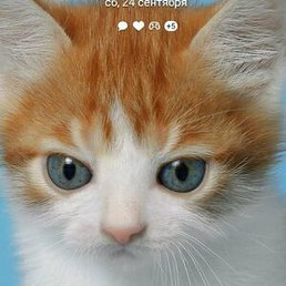 �������, ������, 54 ����