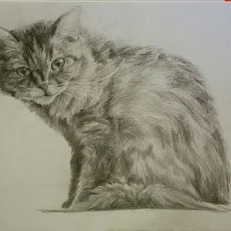 �������, �����-���������, 51 ���