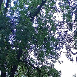 �������, ���������, 49 ���