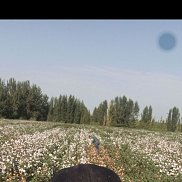 ��������, 31 ���, ������