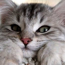 �������, ������, 60 ���