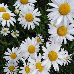 ����, �����������, 51 ���