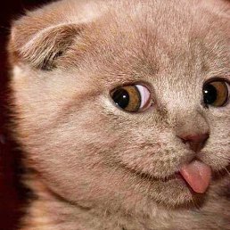 ����, ������