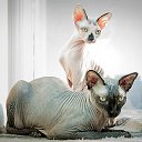 ���� ������� �� �������!, �������, 53 ���� - ��������� 28 ������� 2026