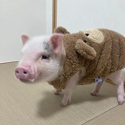 ˸��, �����-���������