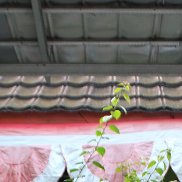 Isal, 32 ����, �������