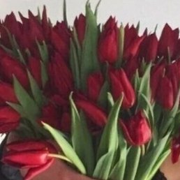 ��������, �������, 61 ���