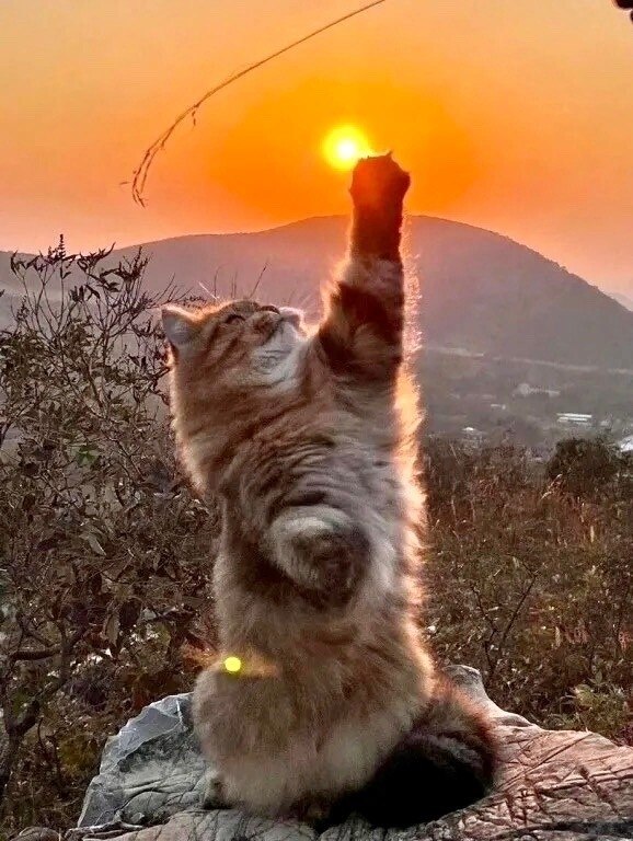 ,   !      !