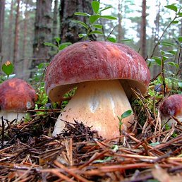 �������, ������