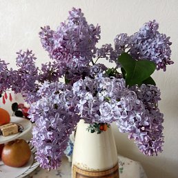 ���� Nina, ���������, 64 ���� - ��������� 27 �������� 2025