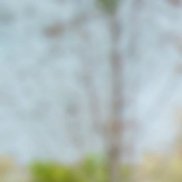 ������, 64 ����, �������