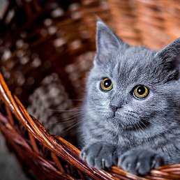 �����, �����, 21 ���