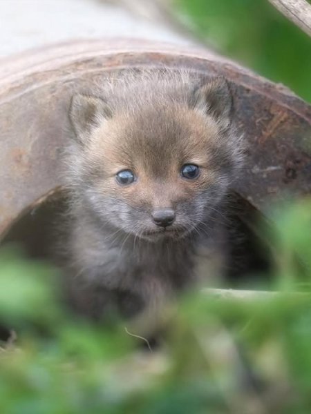 Внимание! Сейчас будет кое-что важное! Малюсенькие лисята! - 4