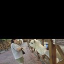 ���� ������ � ������, ������, 52 ���� - ��������� 10 ������� 2026 � ������ ���� ����������