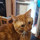  ,  , 54  -  24  2025    